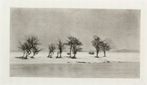 Knotige Dornbäume von Frederick (attr. to) Barnard