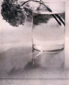 Hortensie von John Pardon