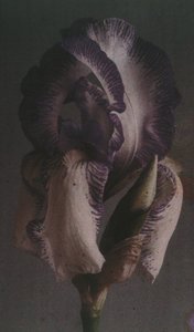 Iris germanique (Deutsche Schwertlilie) von Frederick (attr. to) Barnard