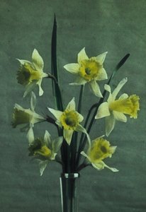 Jonquilles (Narzisse - Golden Spur) von Frederick (attr. to) Barnard