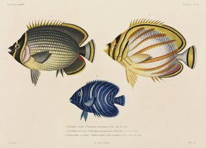 Gepanzerter und verzierter Falterfisch und Kaiserfisch, Südpazifik
