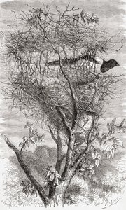 Nest der Elster von . .