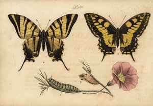 Schwalbenschwanz, Papillo machaon 1,2,3 und Segelfalter, Iphiclides podalirius 4