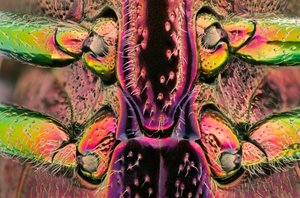 Polybothris quadricollis aus Madagaskar. Detail des Abdomens (Makrofotografie) von John Pardon