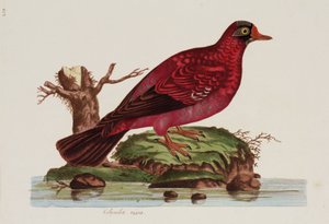 Rote Taube
