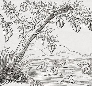 Der Vogelbaum von . .