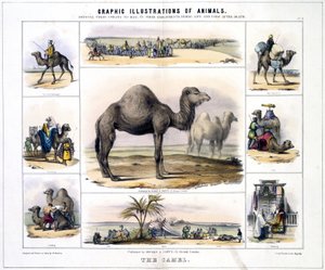 Das Kamel, um 1845