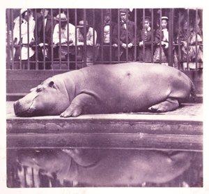 Das Nilpferd im Zoologischen Garten, Regents Park, London von John Pardon