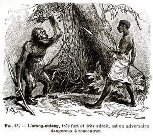 Der Orang-Utan, sehr stark und sehr geschickt, ist ein gefährlicher Gegner