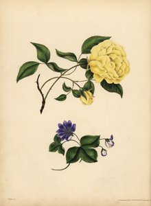 Die wohlriechende China-Rose, Rosa chinensis, Untreue; Die blaue Leberblümchen, Hepatica nobilis, Vertrauen von John Pardon