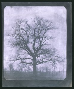 Baum im Winter, Mitte des 19. Jahrhunderts