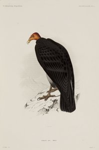 Truthahngeier, Chile von John Pardon