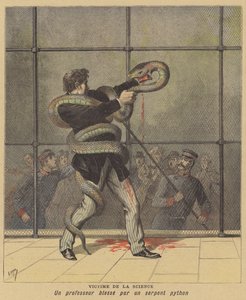 Ein Opfer der Wissenschaft. Der Superintendent des Zoos von Cincinnati wird von einer Python angegriffen und verletzt von after Henri Meyer