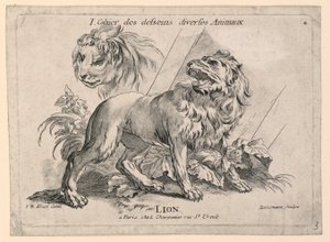 Studien von Löwen, Platte 4 aus "Cahier des Desseins Diverses Animeaux" von after Jean Baptiste Huet