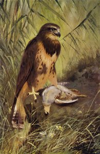 Mäusebussard