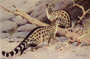 Dongola-Genet von after Wilhelm Kuhnert