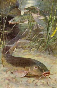 Zitterwels, Bichir, Kofferfisch