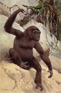 Gorilla von after Wilhelm Kuhnert