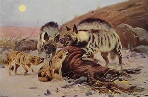 Gestreifte Hyäne und Schakal von after Wilhelm Kuhnert