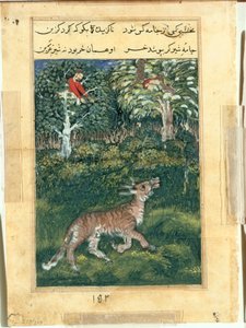 Der Esel, in einer Tigerhaut, offenbart seine Identität, indem er laut schreit, aus einem Tuti-nama (Geschichten eines Papageis): Einunddreißigste Nacht von attributed to Basavana
