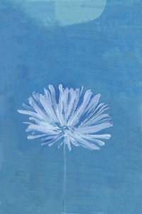Blaue Mondblume