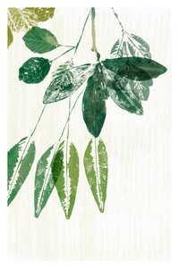 Botanische grüne Blätter von cartissi