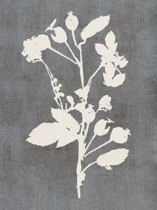 Botanische Rosensilhouette von cartissi