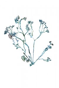 Zarter Botanischer Zweig