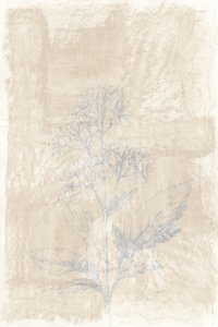 Verblasste Botanische Skizze von cartissi