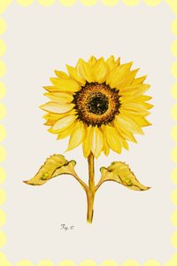 Goldene Sonnenblumenblüte von cartissi