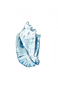 Ozeanblaues Schneckenhaus von cartissi