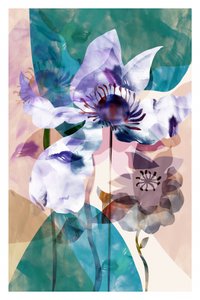 Transluzente Blumenanemonen von cartissi