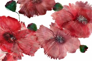 Lebendige rote Mohnblumen