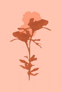 Warme botanische Blüte