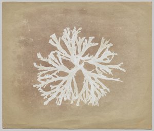 Algen von circle of William Henry Fox Talbot