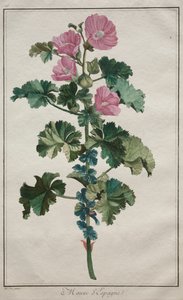 Recueil de vingtquatre plantes et fleurs: Malve, nach 1772 von de Seve