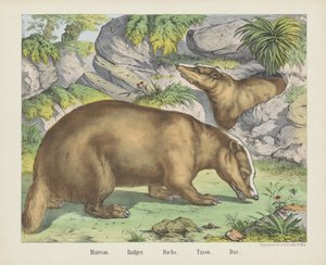 Dachs von firma Joseph Scholz