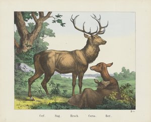 Hirsch