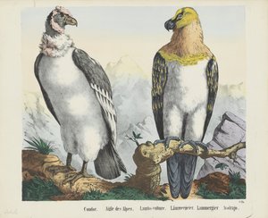Condor / Alpenadler / Lämmergeier von firma Joseph Scholz
