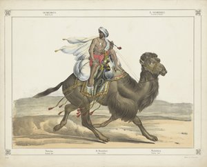 Dromedar, Arabische Post von firma Joseph Scholz