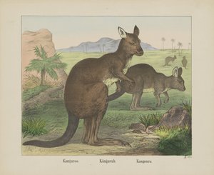 Känguru