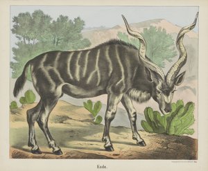 Kudu von firma Joseph Scholz