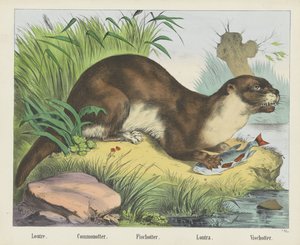 Loutre. / Commonotter. / Fischotter. / Lontra. / Vischotter (Titel auf dem Objekt)