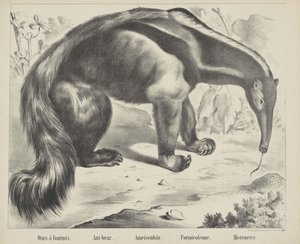 Ameisenbär von firma Joseph Scholz