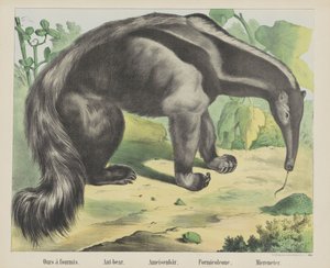 Ameisenbär (Titel auf Objekt) von firma Joseph Scholz
