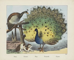 Pfau