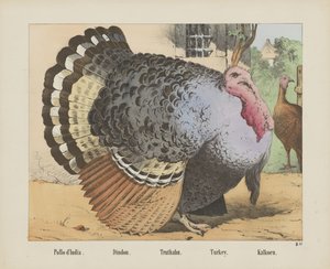 Truthahn (Titel auf dem Objekt) von firma Joseph Scholz