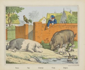 Schweine