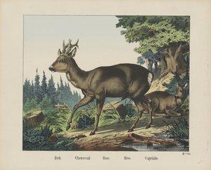 Reh. / Chevreuil. / Roe. / Ree. / Capriulo (Titel auf dem Objekt)