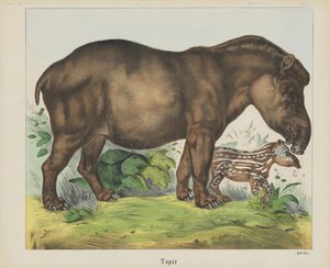 Tapir von firma Joseph Scholz